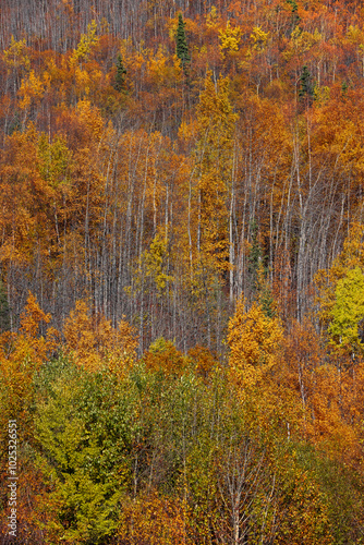 Autumn trees with bright colorful fall foliage in Alaska