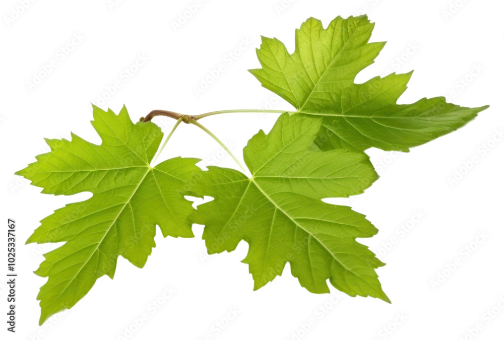 PNG Grape leaves branch plant leaf. PNG Grape leaves branch plant leaf.