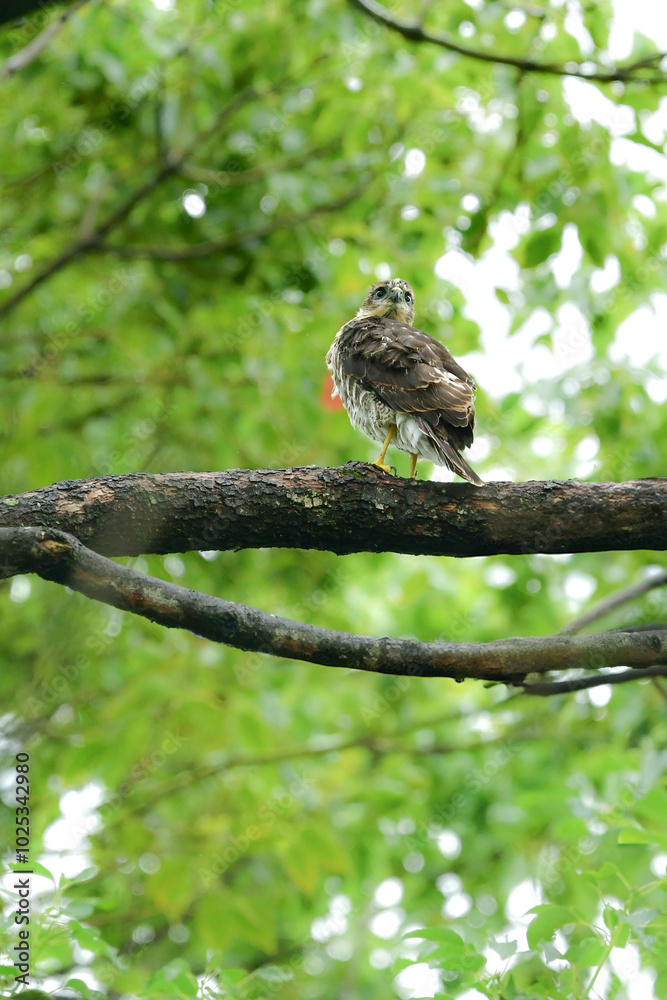 公園や雑木林で見られるかっこいい身近なハンターのツミやその巣立ちびな