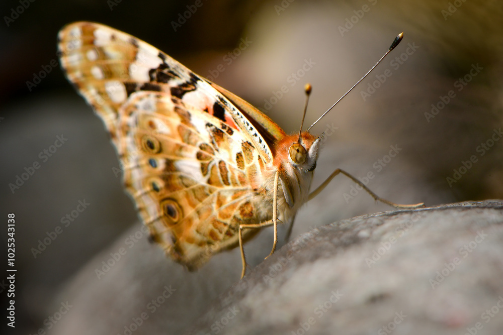 Obraz premium オレンジと黒のモザイク模様が美しい、公園や川原で見られる身近なチョウ、ヒメアカタテハ