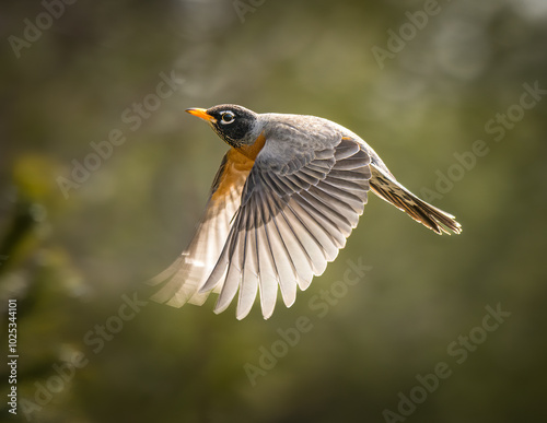 Close-up of American Robin bird flying