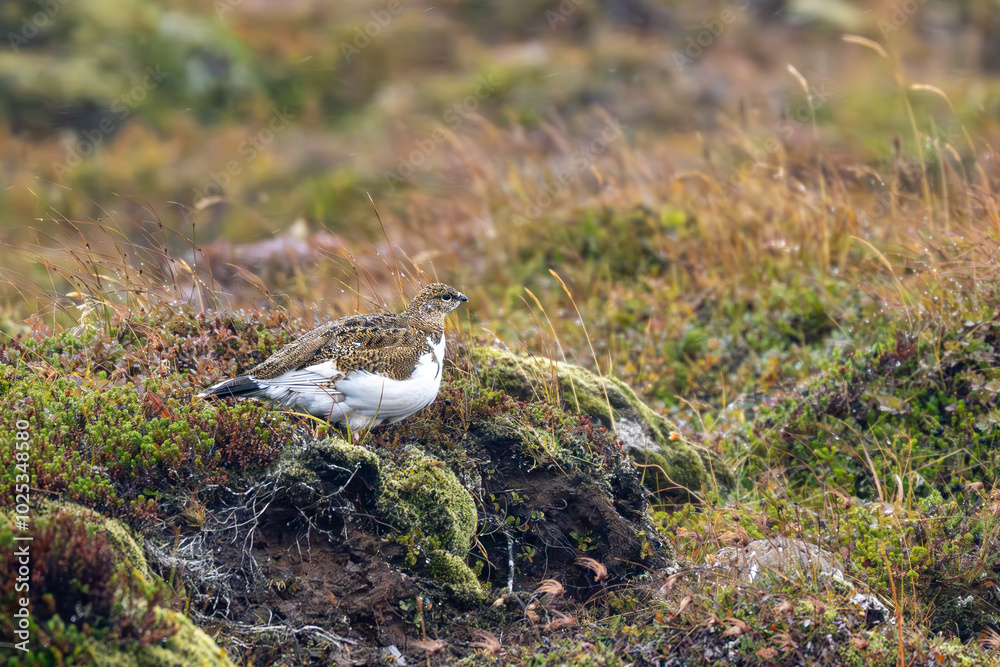 Rock ptarmigan, Lagopus muta, autumn, Iceland Rock ptarmigan, Lagopus muta, autumn, Iceland