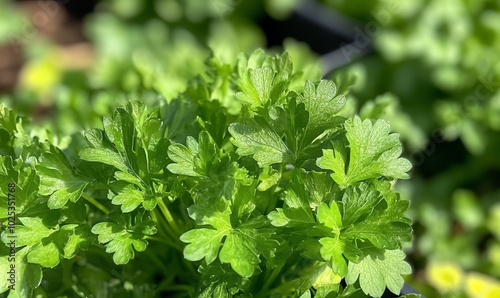 Luscious Green Parsley At Farm Stand