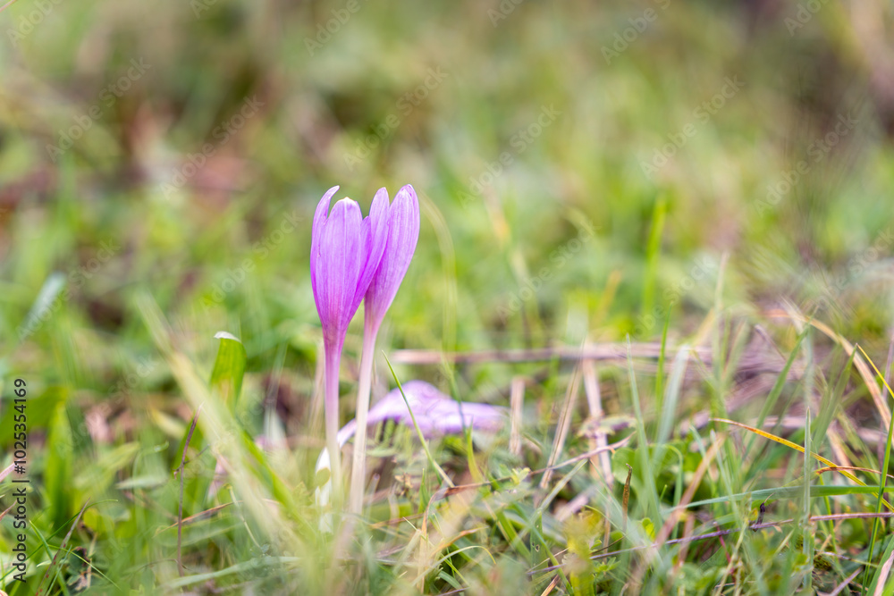 Crocus speciosus wild flower in a grass meadow Crocus speciosus wild flower in a grass meadow