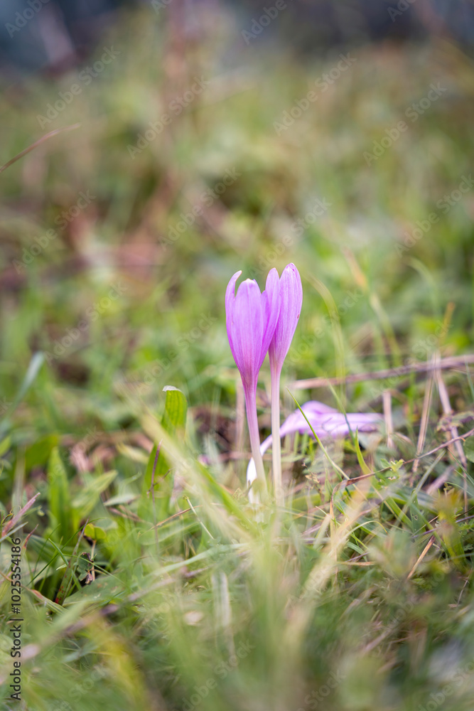 Crocus speciosus wild flower in a grass meadow Crocus speciosus wild flower in a grass meadow