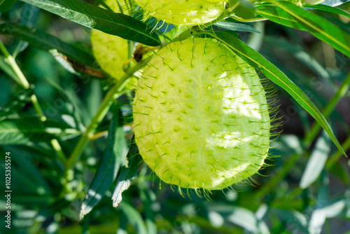 Gomphocarpus physocarpus (hairy balls, balloon plant, balloon cotton bush, bishop's balls, nailhead, swan plant, milkweed, ornamental plant) with a natural background photo