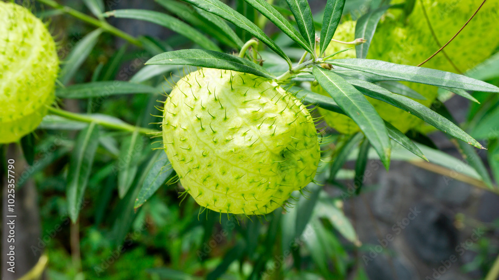 Gomphocarpus physocarpus (hairy balls, balloon plant, balloon cotton bush, bishop's balls, nailhead, swan plant, milkweed, ornamental plant) with a natural background Gomphocarpus physocarpus (hairy balls, balloon plant, balloon cotton bush, bishop's balls, nailhead, swan plant, milkweed, ornamental plant) with a natural background