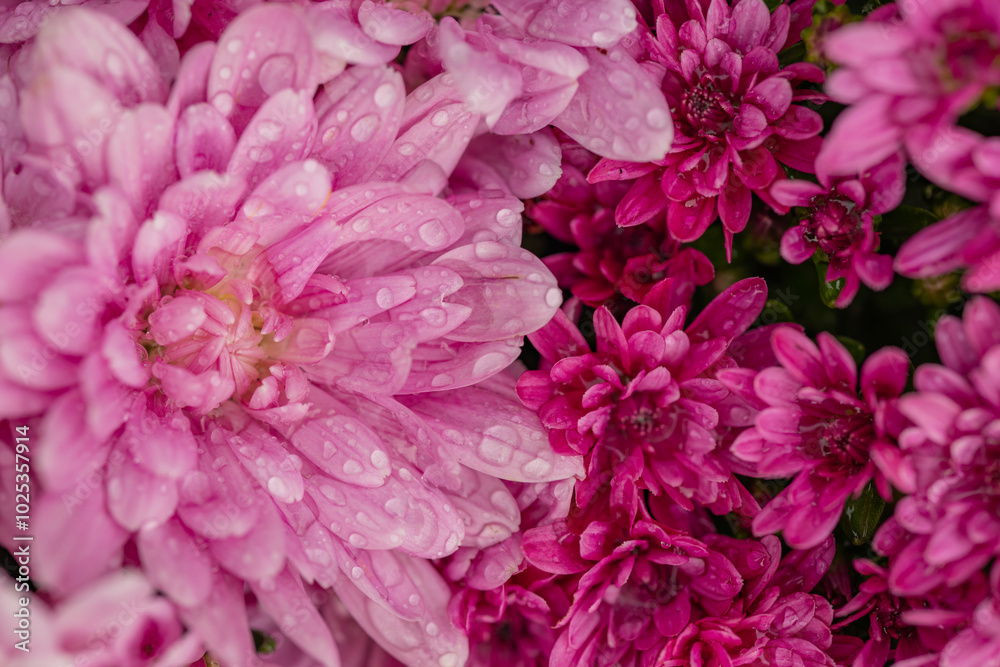 Close-up of pink and magenta chrysanthemum flowers with water droplets on petals after rain. Concept of natural beauty, moisture, and seasonal autumn flowers in the garden Close-up of pink and magenta chrysanthemum flowers with water droplets on petals after rain. Concept of natural beauty, moisture, and seasonal autumn flowers in the garden