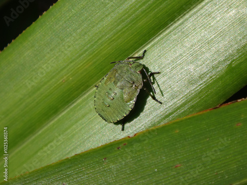 The green shield bug (Palomena prasina), fifth instar nymph sittig on a green leaf photo