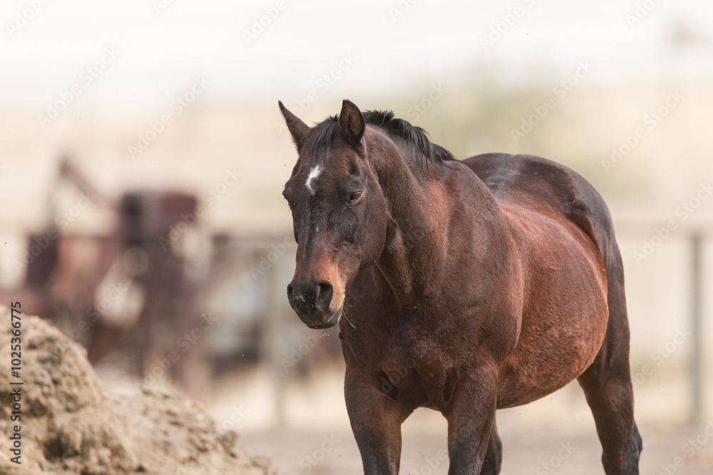 Obraz premium Large Dark Horse at Pasture