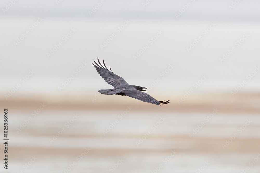 A Raven in Flight A Raven in Flight