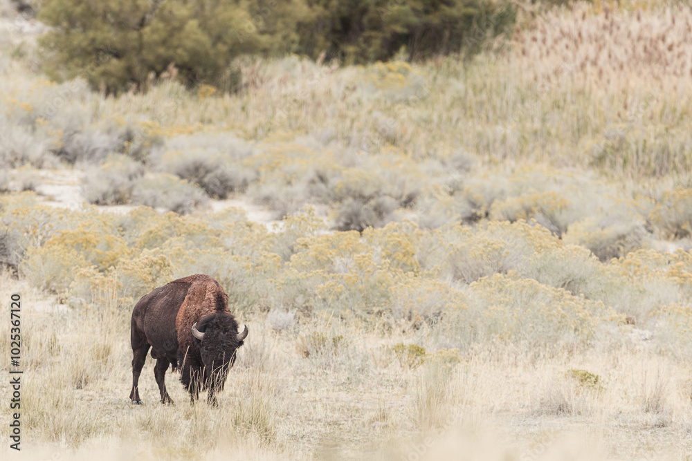 The Buffalo Lounging in the grass, grazing. The Buffalo Lounging in the grass, grazing.