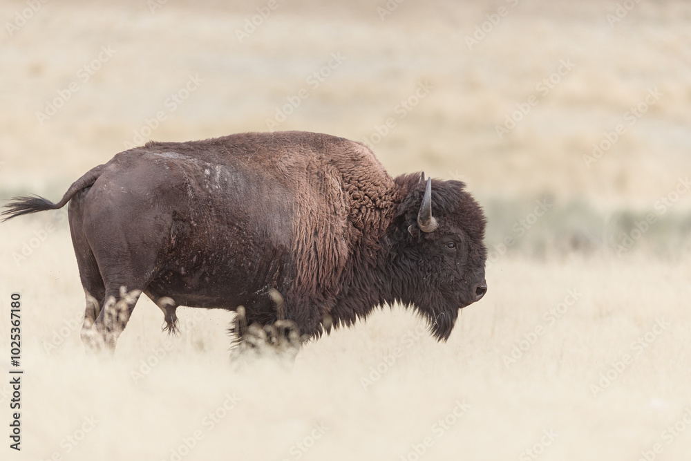 The Buffalo Lounging in the grass, grazing. The Buffalo Lounging in the grass, grazing.