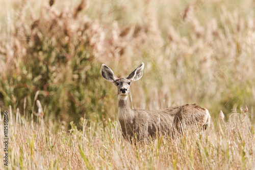 Mule Deer in the Reeds