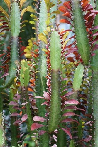 Three-Rib Spurge, a tropical plant, also known as Euphorbia Trigona Rubra photo