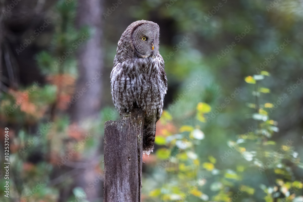 Fototapeta premium A Great Grey Owl on the Hunt