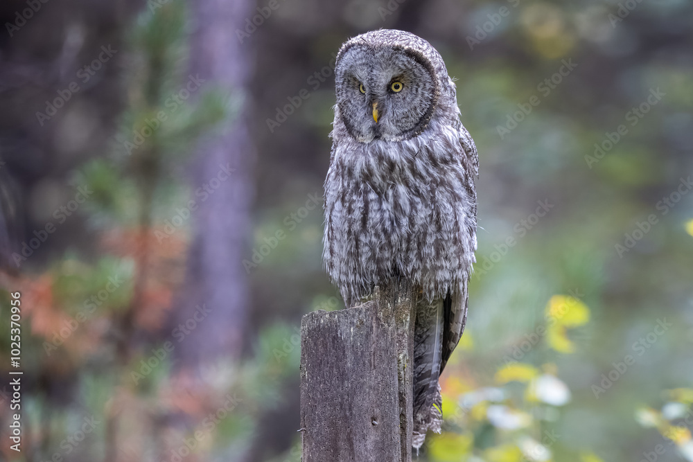 Fototapeta premium A Great Grey Owl on the Hunt