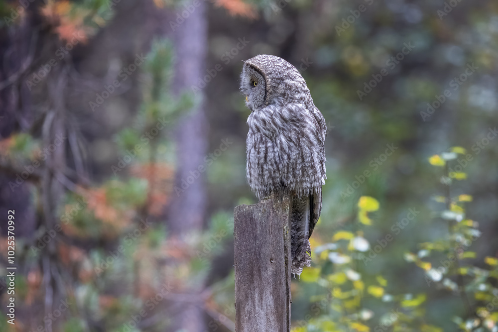 Fototapeta premium A Great Grey Owl on the Hunt