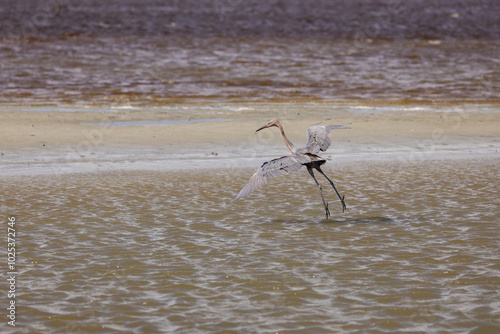 A reddish egret leaping out of shallow water with wings outstretched as it searches for fish.