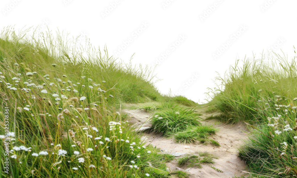 PNG Serene coastal dune path