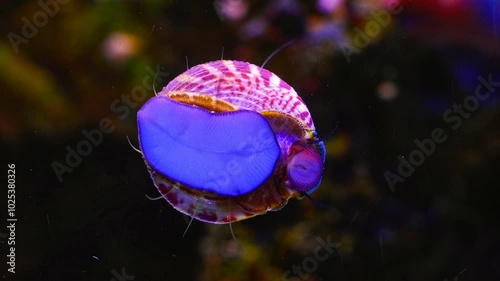 zebra turbo snail eat green algae, surface cleaner move creeping foot on front glass nano reef marine ecosystem, actinic LED light, exotic cleanup crew gastropod mollusk for beginner in pet shop photo