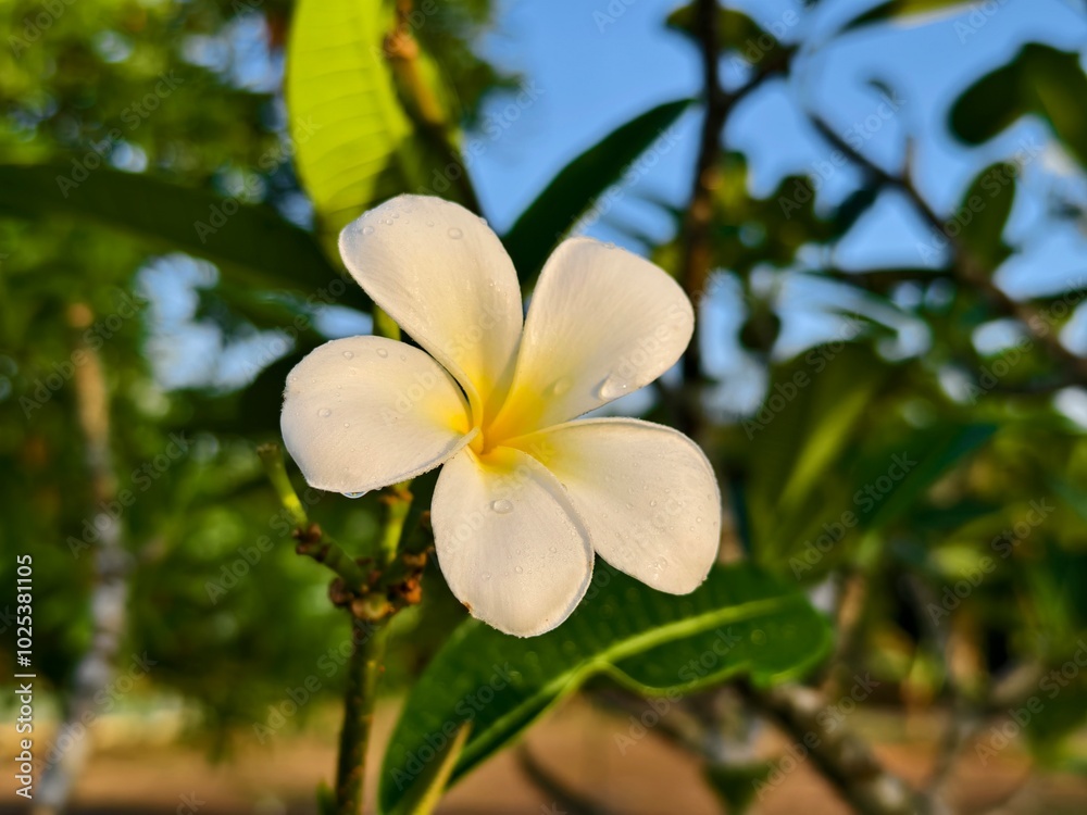 Obraz premium Plumeria flowers in the morning