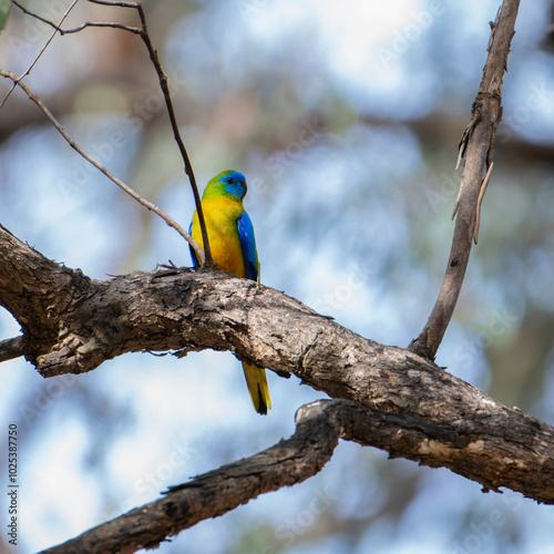 Turquoise Parrot 