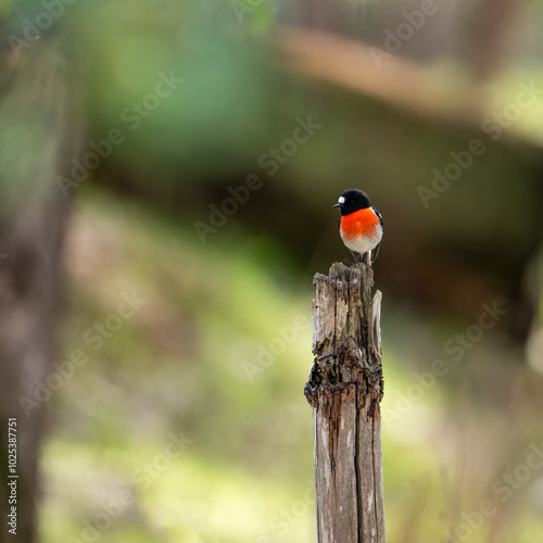 Crimson Robin on a perch