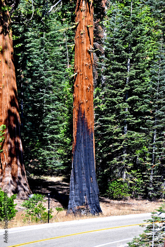 Environmental terrorists tried to start forest fire, Highway 4, Calaveras County, Central Sierra Nevada Mountains, California  photo