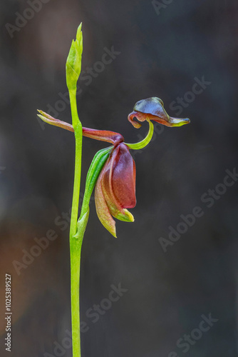 Close-up of Caleana major (Flying Duck Orchid) with charred treetrunk as background - NSW, Australia