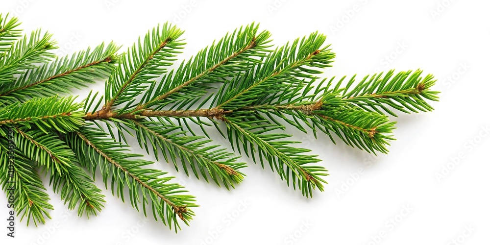 Christmas pine leaf branches on white background Christmas pine leaf branches on white background