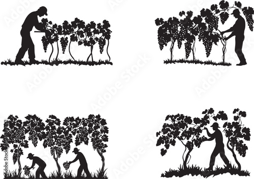 Silhouette of a person harvesting grapes in a vineyard, silhouette vector