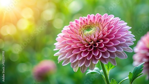 Chrysanthemum flower with blurred green background creating depth of field