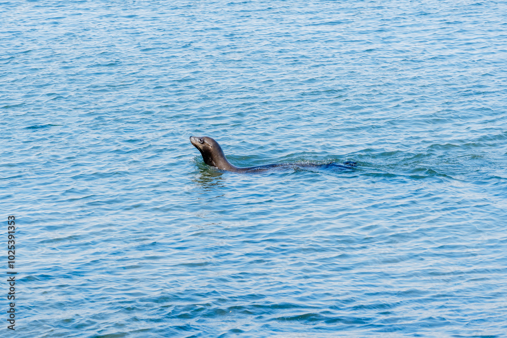 Fototapeta premium sea lion swimming in ocean