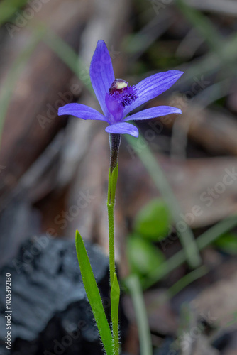 Close-up of Pheladenia deformis (Blue Fairy Orchid) - Victoria, Australia