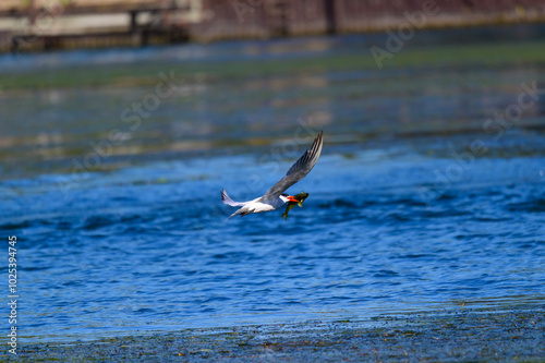 A Caspian Tern Catches a Fish at Lake Erie Metropark, in Brownstown Charter Township, Michigan. photo