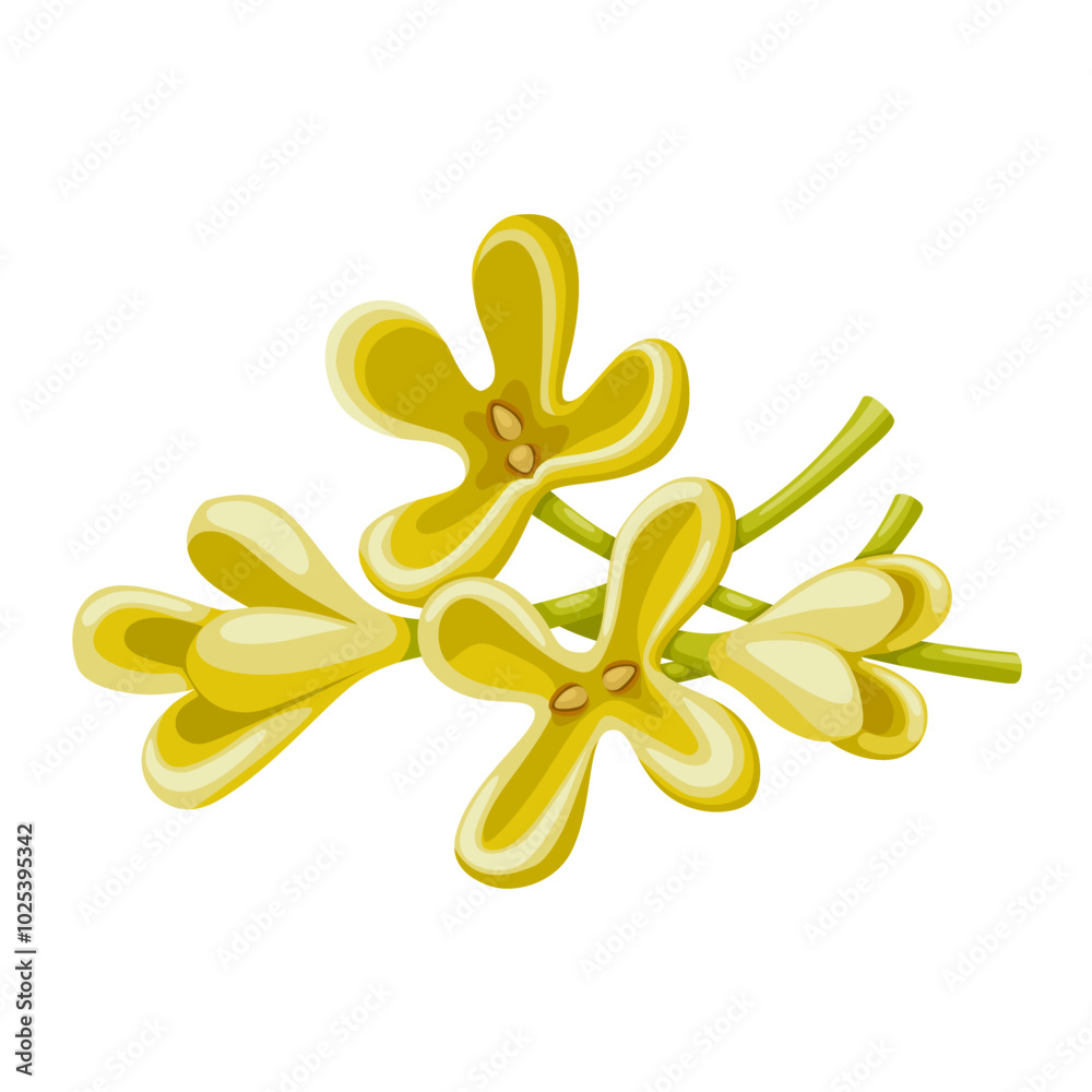 Vector illustration of Osmanthus fragrans flower, also called sweet osmanthus, sweet olive, tea olive, and fragrant olive, isolated on white background.