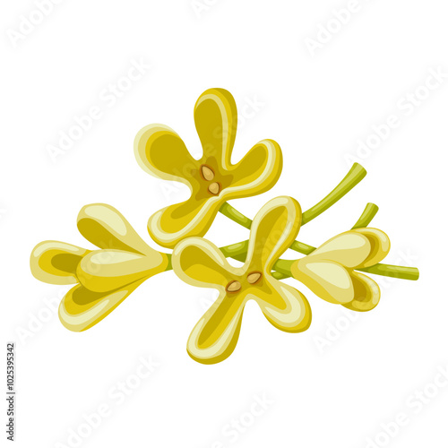 Vector illustration of Osmanthus fragrans flower, also called sweet osmanthus, sweet olive, tea olive, and fragrant olive, isolated on white background.