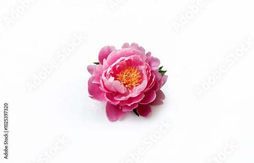 A single pink peony flower with a bright orange center, isolated against a clean white background.