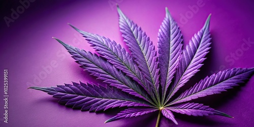 Close-up background of purple marijuana cannabis leaf