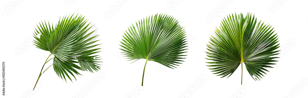 Three isolated palm fronds on white background. Three isolated palm fronds on white background.