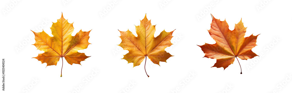 Three isolated maple leaves with a light background. Three isolated maple leaves with a light background.