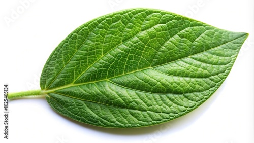 Close-up image of a fisheye soya bean green leaf isolated on white background