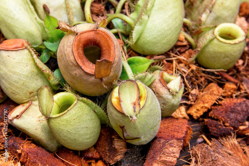 Nepenthes alata tree plant (alatus 