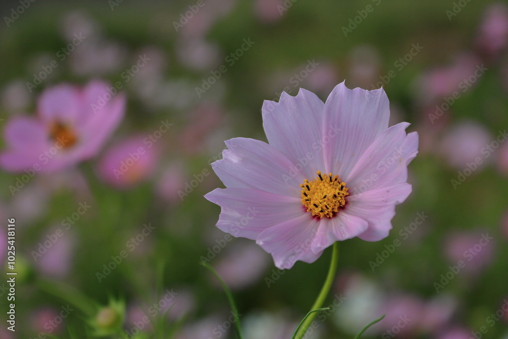 コスモスの花