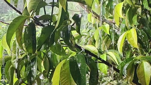 Heavy monsoon rains in the Philippines soak mango trees. 