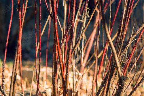 Red twig dogwood branches in winter
