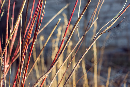 Red twig dogwood branches in winter