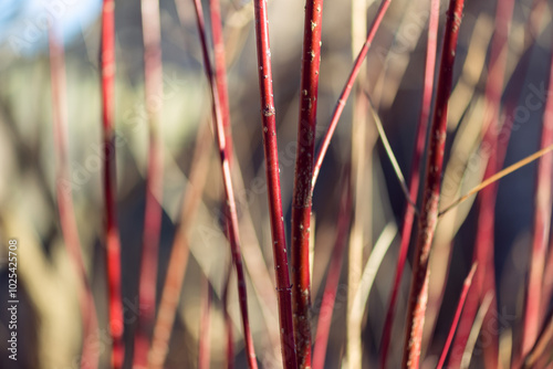 Red twig dogwood branches in winter