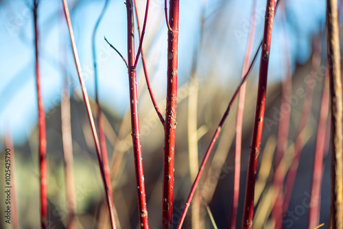 Red twig dogwood branches in winter